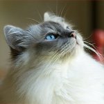 Kattraser: burmesisk katt