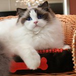 Ras av katter: ragdoll Ras av katter: ragdoll