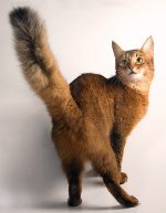 Kattraser: Somalisk katt