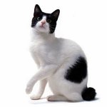 Kattraser: Japansk Bobtail