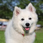 Ras av hunder: American Spitz