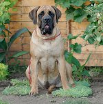 Ras av hunder: Engelsk mastiff Ras av hunder: Engelsk mastiff