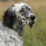 Hundraser: Engelsk Setter