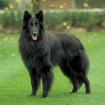 Hunderaser: Belgian Shepherd Dog Grunendal Hunderaser: Belgian Shepherd Dog Grunendal