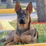 Hundeslag: Belgian Shepherd Malinois Hundeslag: Belgian Shepherd Malinois