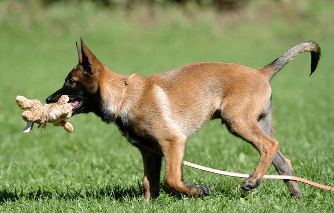 Hundeslag: Belgian Shepherd Malinois