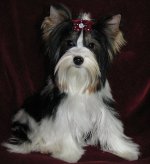 Raser av hunder: Yorkshire terrier Raser av hunder: Yorkshire terrier