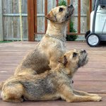 Ras av hunder: grense terrier