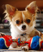 Ras av hunder: chihuahua Ras av hunder: chihuahua