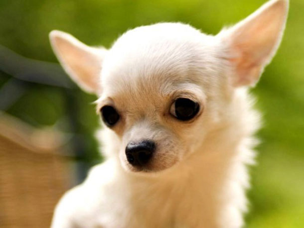 Ras av hunder: chihuahua