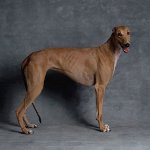 Ras av hunder: Greyhound Ras av hunder: Greyhound