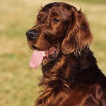 Hunderacer: Irish Setter
