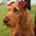 Hunderacer: Irish Terrier Hunderacer: Irish Terrier