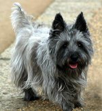 Hundeslag: kjerne terrier