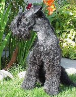 Hunder av hund: Kerry-blå terrier Hunder av hund: Kerry-blå terrier