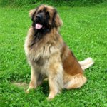 Hund raser: leonberger