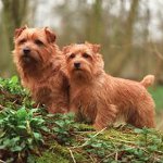Ras av hunder: Norfolk Terrier Ras av hunder: Norfolk Terrier