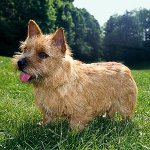 Ras av hunder: Norwich Terrier Ras av hunder: Norwich Terrier