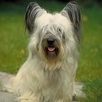Hunderaser: Skye Terrier Hunderaser: Skye Terrier