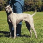 Ras av hunder: Thai Ridgeback