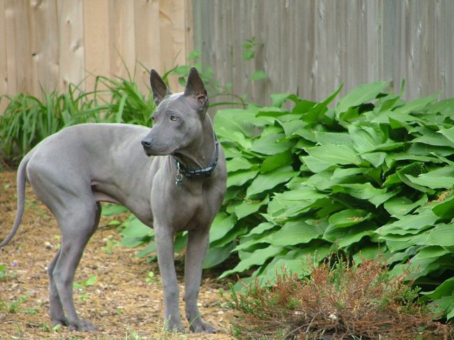 Ras av hunder: Thai Ridgeback
