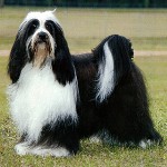 Ras av hunder: Tibetansk Terrier Ras av hunder: Tibetansk Terrier
