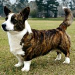 Hundraser: welsh corgi cardigan Hundraser: welsh corgi cardigan