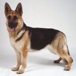 Hundeslag: Østeuropeisk gjeterhund Hundeslag: Østeuropeisk gjeterhund