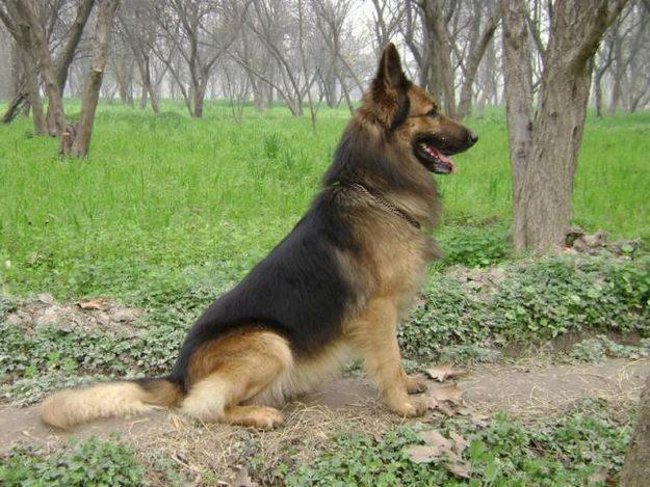 Hundeslag: Østeuropeisk gjeterhund Hundeslag: Østeuropeisk gjeterhund