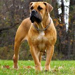 Ras av hunder: Sydafrikansk Boerboel