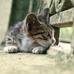 Cat lost: hva skal jeg gjøre?