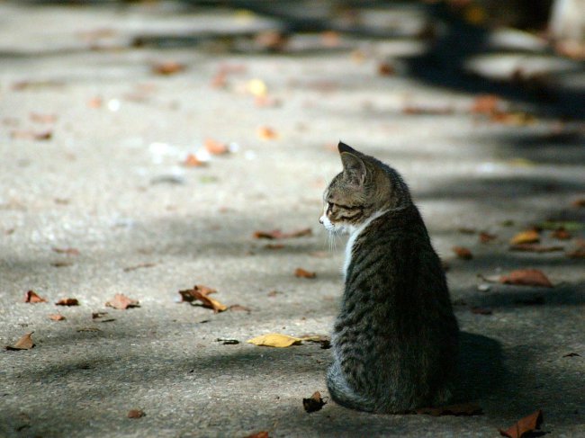 Cat lost: hva skal jeg gjøre?
