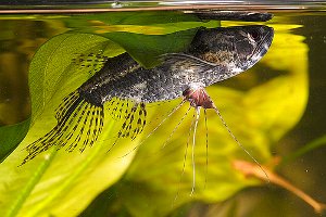 Ferskvannfisk, sommerfugl Ferskvannfisk, sommerfugl