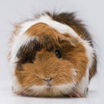 Rosette marsvin
