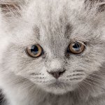 Kaster opp i en katt Kaster opp i en katt