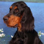 Scottish Setter (Gordon Setter)