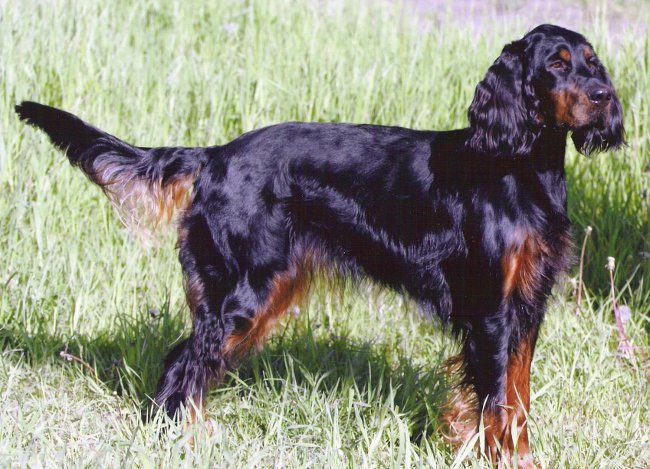 Scottish Setter (Gordon Setter)