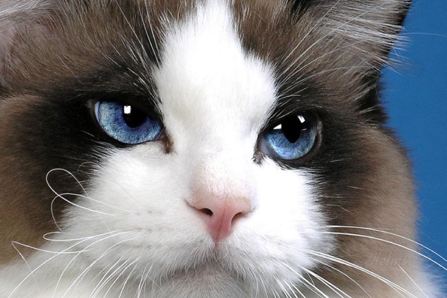 Øynene til en katt kryper: hva skal jeg gjøre