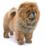 Chow Chow Dog: Funksjoner og pleie