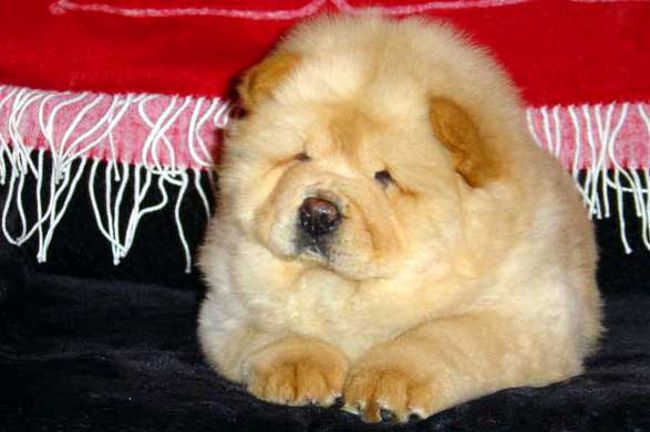 Chow Chow Dog: Funksjoner og pleie