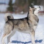 Malamute Dog