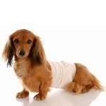 Hund etter kirurgi: omsorgsregler
