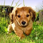 Hunden ble bitt av et kryss: hva skal jeg gjøre?
