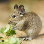 Innhold av degus Innhold av degus