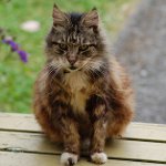 Gamle katter: Karakteristikker