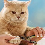 Slå kløer. Hvordan kutte klør av en katt?