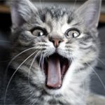 Estrus i katter