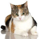 Trefargede katter