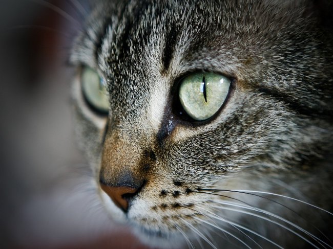 Katter har festering øyne: hva å gjøre