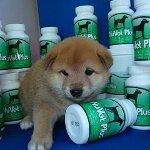 Vitaminer for hunder